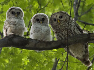 Northern Barred Owl