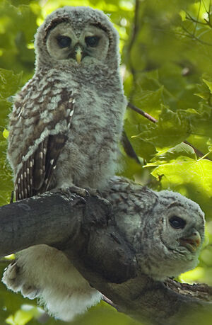 Northern Barred Owl
