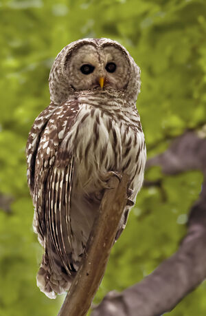 Northern Barred Owl