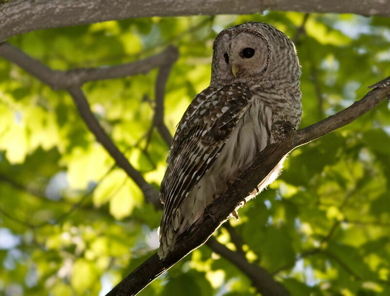 Barred Owl, identification, Behaviour