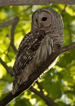Northern Barred Owl
