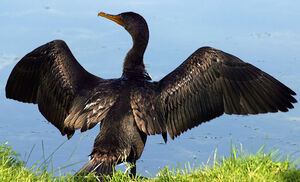 Cormoran � aigrettes 
&copy; Rachel Bilodeau