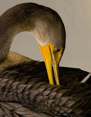 Cormoran � aigrettes 
&copy; Rachel Bilodeau