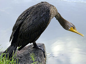 Cormoran � aigrettes 
&copy; Rachel Bilodeau