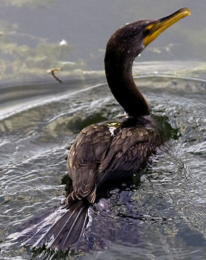 Cormoran � aigrettes 
&copy; Rachel Bilodeau