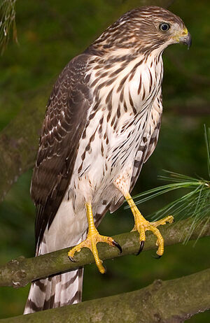 Epervier de Cooper