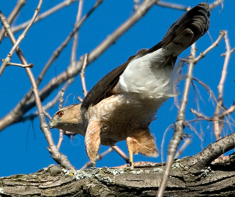 Cooper's Hawk female adult