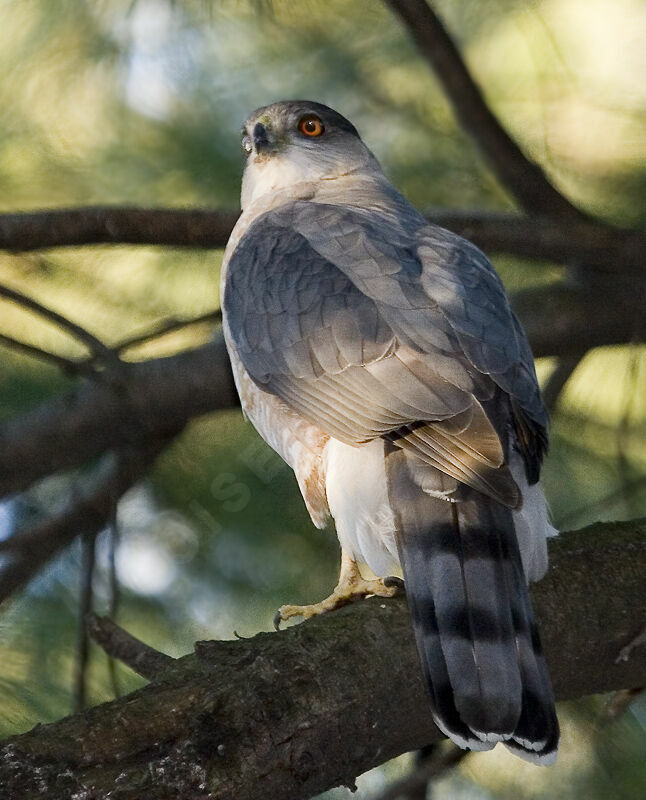 Cooper's Hawk male