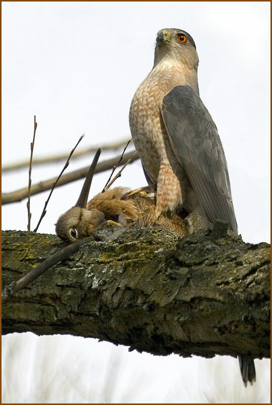 Cooper's Hawk male adult