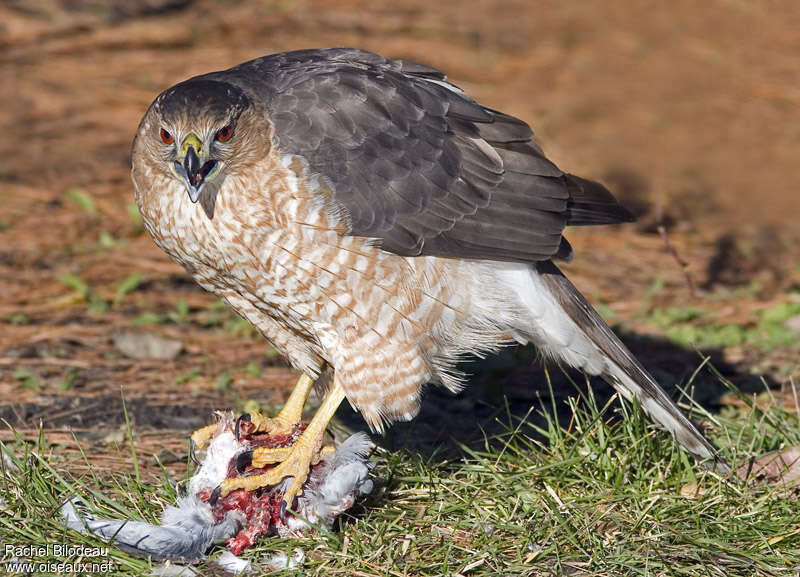 Cooper's Hawk female adult, pigmentation, feeding habits, eats
