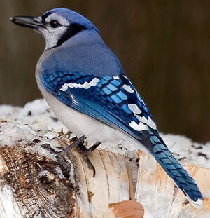 Blue Jay