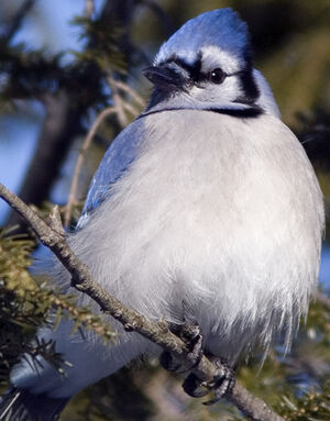 Blue Jay