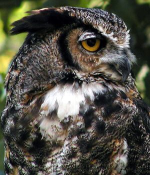 Great Horned Owl