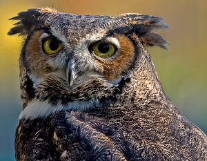 Great Horned Owl