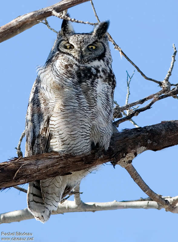 Great Horned Owl male adult, identification