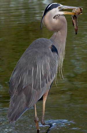 Great Blue Heron 
&copy; Rachel Bilodeau