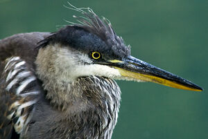 Great Blue Heron 
&copy; Rachel Bilodeau