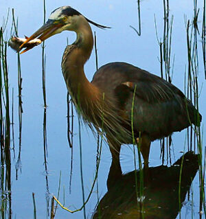 Great Blue Heron 
&copy; Rachel Bilodeau