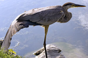 Great Blue Heron 
&copy; Rachel Bilodeau