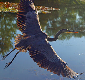 Great Blue Heron 
&copy; Rachel Bilodeau
