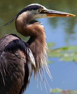 Great Blue Heron 
&copy; Rachel Bilodeau