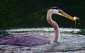 Great Blue Heron 
&copy; Rachel Bilodeau