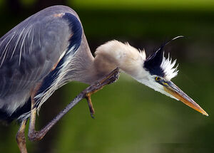 Great Blue Heron 
&copy; Rachel Bilodeau