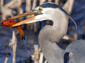 Great Blue Heron 
&copy; Rachel Bilodeau