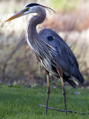Great Blue Heron 
&copy; Rachel Bilodeau