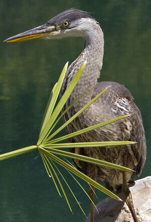 Great Blue Heron 
&copy; Rachel Bilodeau