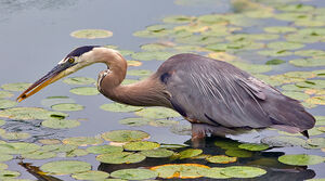 Great Blue Heron 
&copy; Rachel Bilodeau