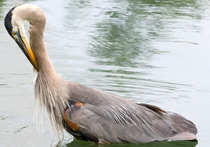 Great Blue Heron 
&copy; Rachel Bilodeau