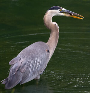 Great Blue Heron 
&copy; Rachel Bilodeau