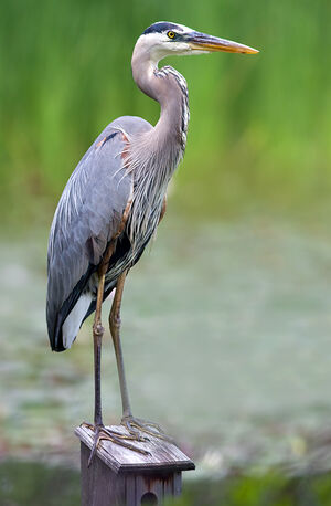 Great Blue Heron 
&copy; Rachel Bilodeau