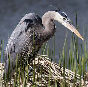Great Blue Heron 
&copy; Rachel Bilodeau