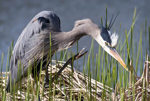 Great Blue Heron 
&copy; Rachel Bilodeau