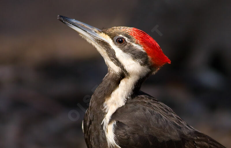 Pileated Woodpecker female, identification, Behaviour