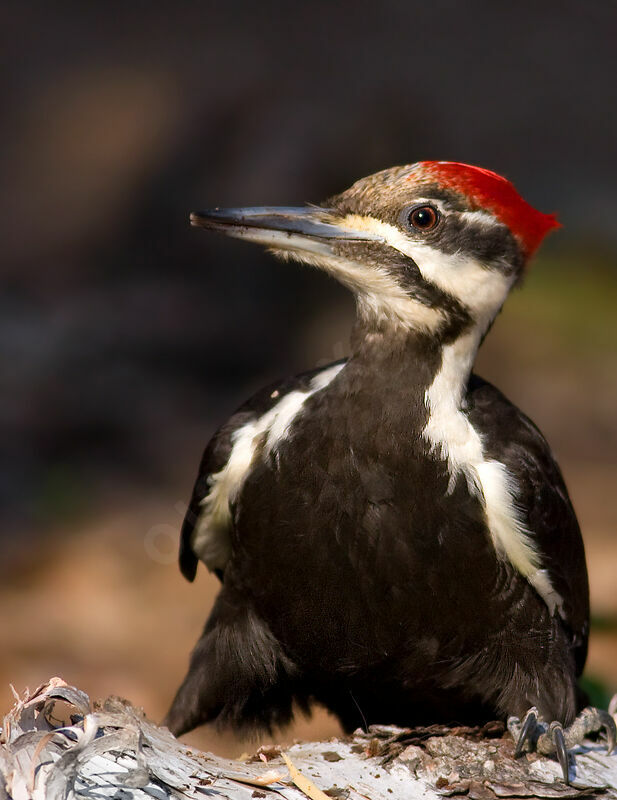 Pileated Woodpecker female, identification, Behaviour