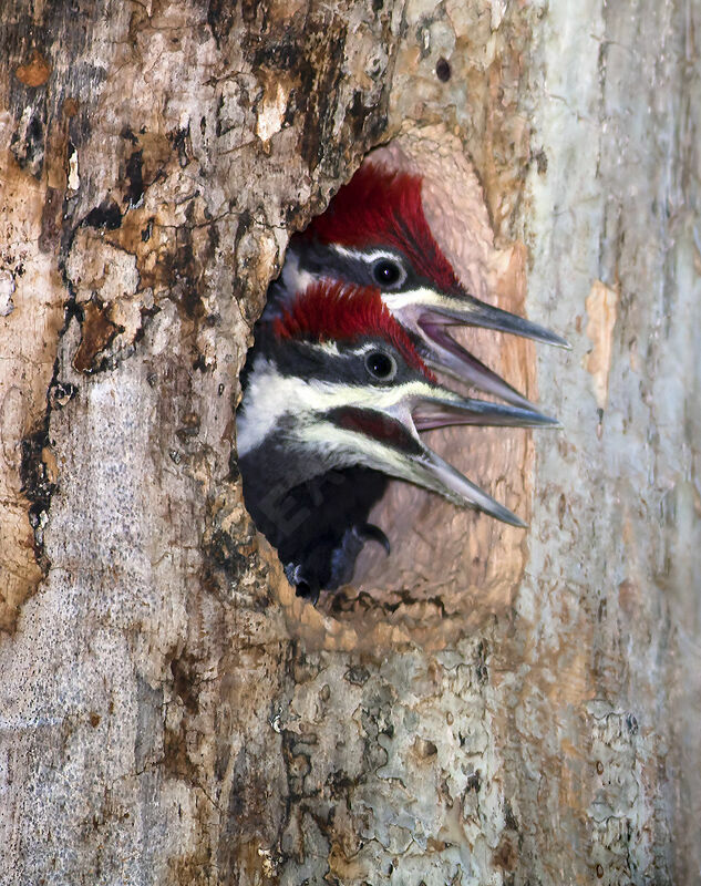 Pileated Woodpecker male First year, Reproduction-nesting