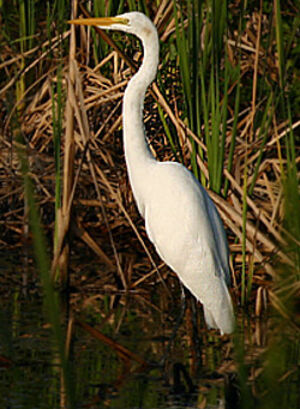 Great Egret