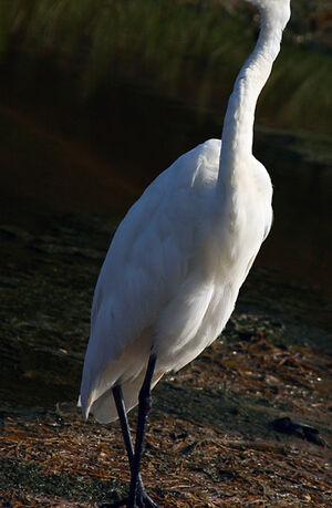 Great Egret