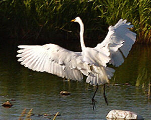 Great Egret
