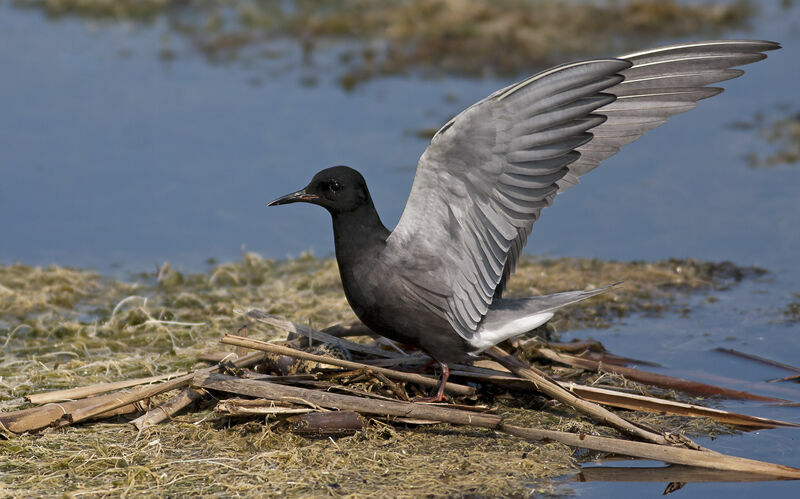 Black Tern, identification, Behaviour