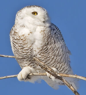 Harfang des neiges