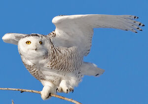 Harfang des neiges