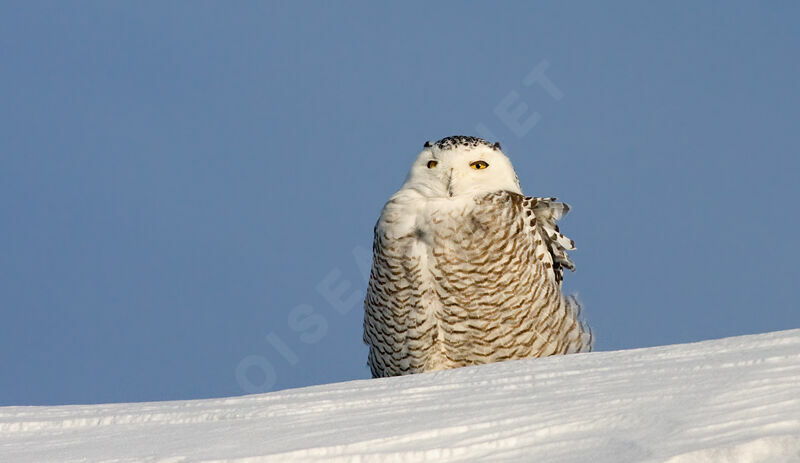 Snowy Owl female, identification, Behaviour