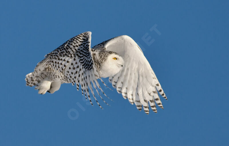 Snowy Owl female juvenile, Flight