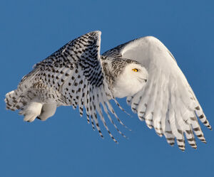 Harfang des neiges