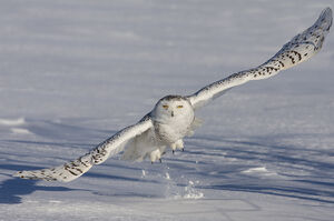 Harfang des neiges