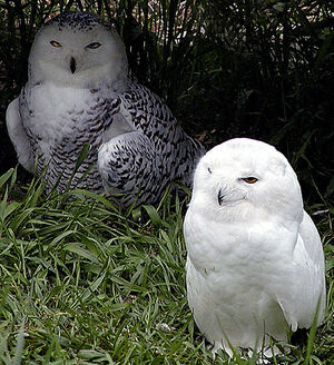 Harfang des neiges
